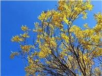 中东战火点燃硫磺行情！成本承压，供需失衡下的市场解析